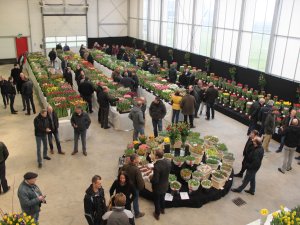 Royal FloraHolland | Trade Fair Aalsmeer